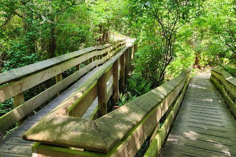 Wooden boardwalk through the forest at Ed Macgregor Park in Sooke, BC